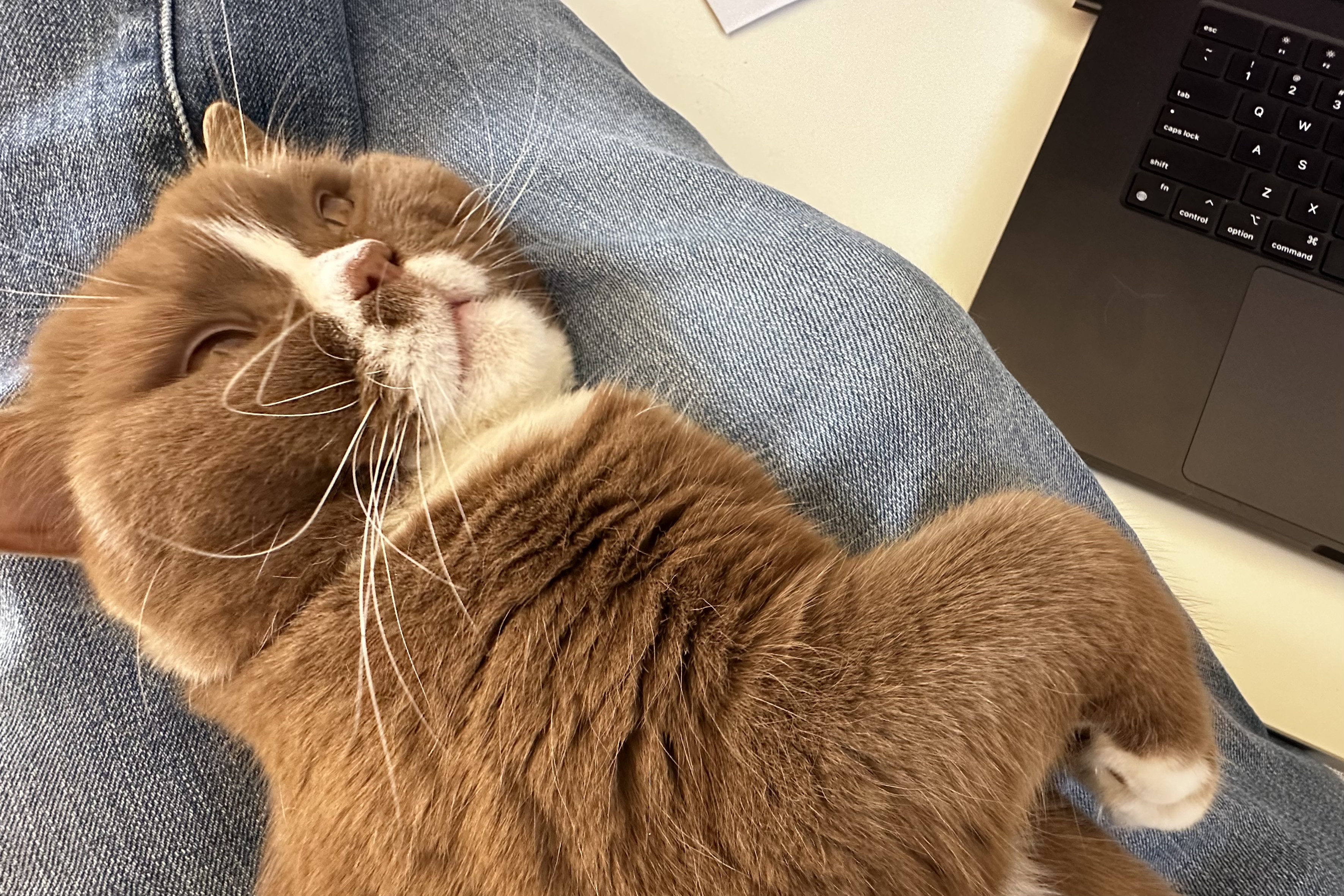 Alfie, a ginger and white cat resting on Peter McKay’s lap beside a laptop